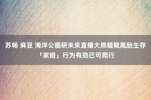 苏畅 麻豆 海洋公園研未來直播大熊貓龍鳳胎生存 「家姐」行为有劲已可爬行