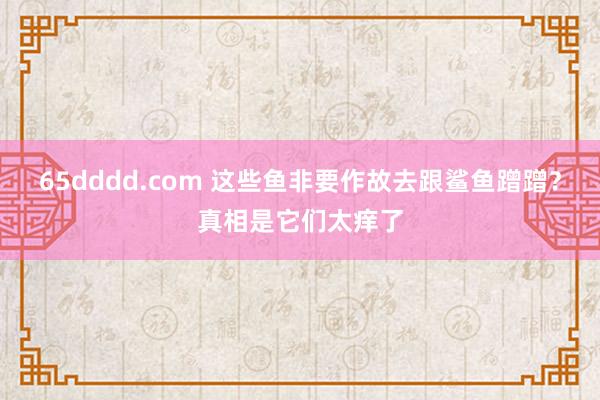 65dddd.com 这些鱼非要作故去跟鲨鱼蹭蹭？真相是它们太痒了